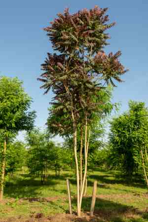 Tree of heaven(Ailanthus altissima)