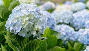 Hydrangea spp.(Hydrangea spp.)