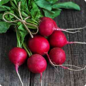 Radish(Raphanus sativus)