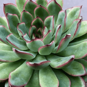 Pulido's echeveria(Echeveria pulidonis)