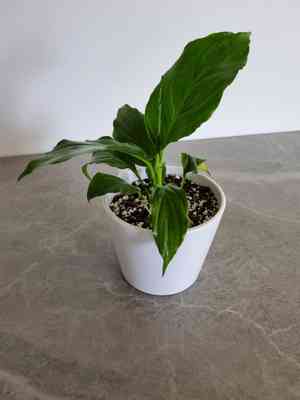 Snow flower(Spathiphyllum floribundum)