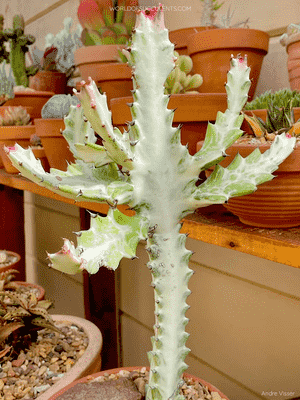 Mottled spurge(Euphorbia lactea)