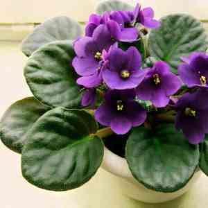 African violet(Saintpaulia ionantha)