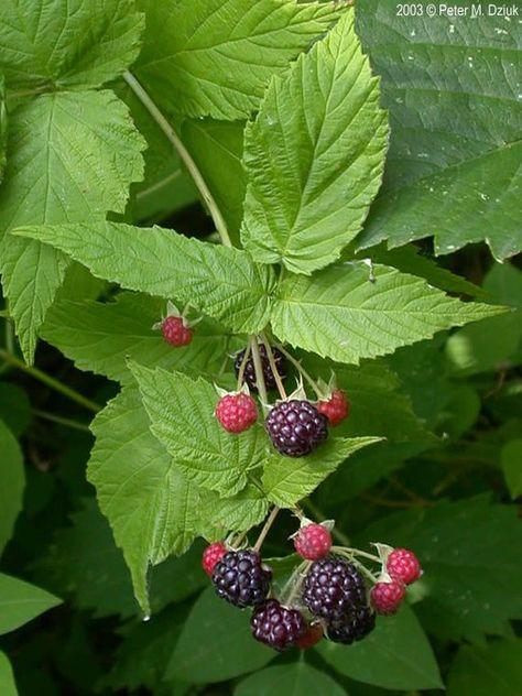 Black Raspberry Oregon Optimal Soil for Growing Black raspberry: What You Need to Know ...