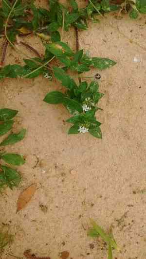 Tropical Mexican clover(Richardia brasiliensis)