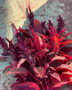 Purple amaranth(Amaranthus blitum)