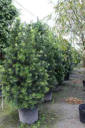 Buddhist pine(Podocarpus macrophyllus)
