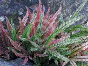 Rough maidenhair fern(Adiantum hispidulum)