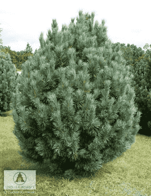 Alaska spruce, Slack spruce, Firm spruce(Picea laxa)