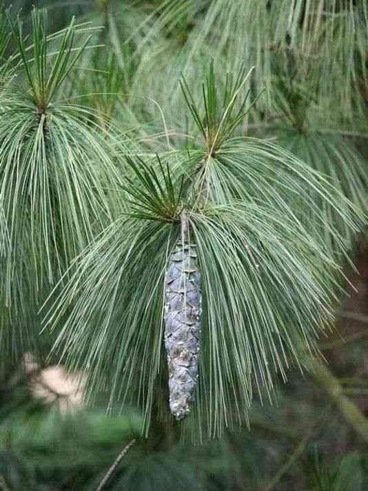Eastern white pine(Pinus strobus)