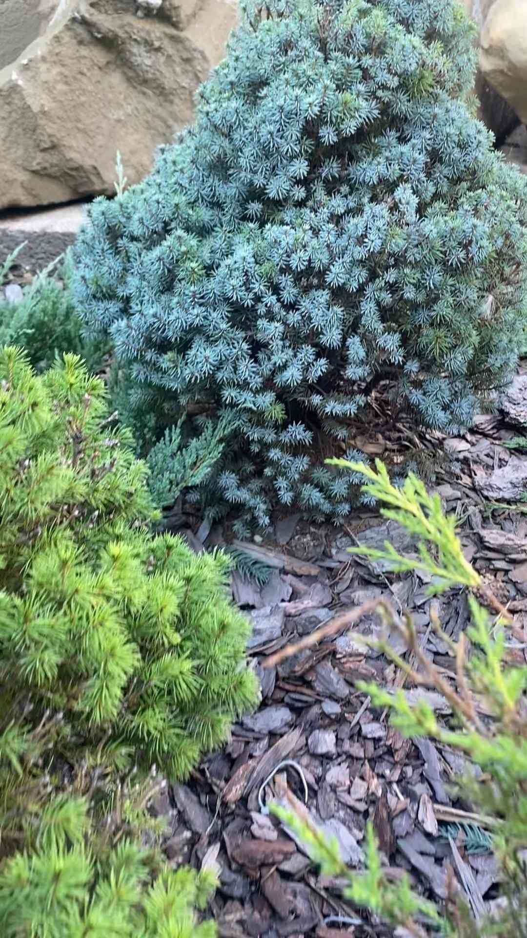 White spruce(Picea glauca)