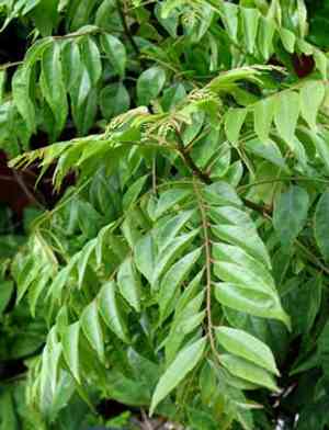 Curry leaf tree(Murraya koenigii)