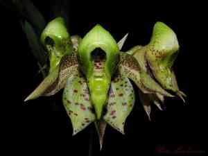 spotted catasetum(Catasetum maculatum)