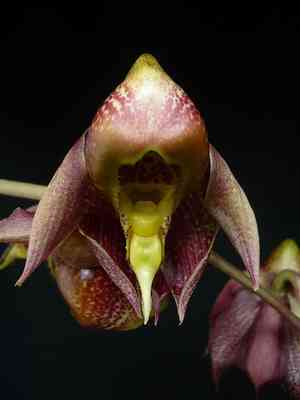 spotted catasetum(Catasetum maculatum)