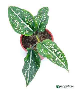 Aglaonema costatum(Aglaonema costatum)