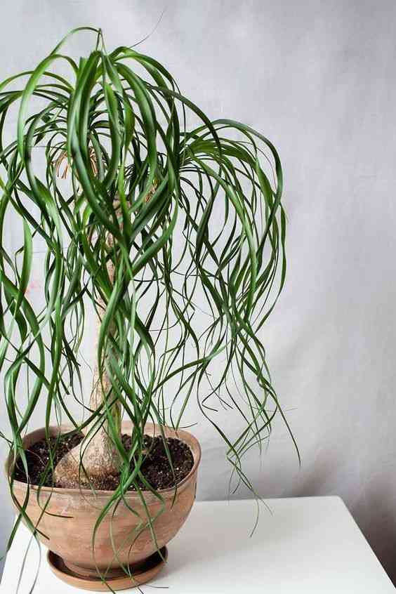 Ponytail palm(Beaucarnea recurvata)