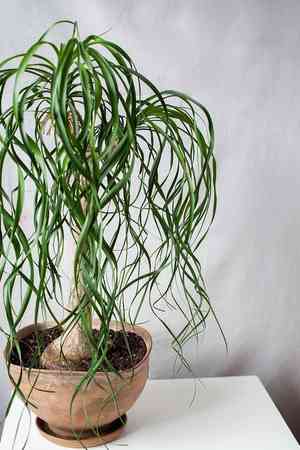 Ponytail palm(Beaucarnea recurvata)