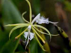Chicken-feather orchid(Epidendrum ciliare)