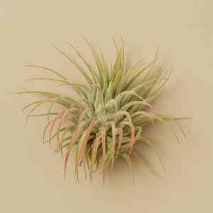 Sky plant(Tillandsia ionantha)
