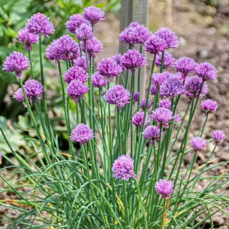 Allium schoenoprasum(Allium schoenoprasum)