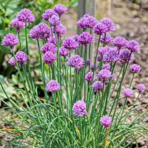 Chives(Allium schoenoprasum)