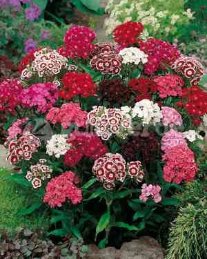 Sweet william(Dianthus barbatus)