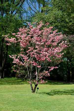 Flowering dogwood(Cornus florida)