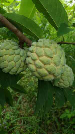 Sugar apple(Annona squamosa)