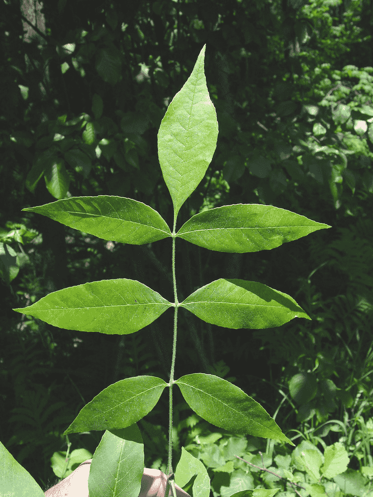 Green ash(Fraxinus pennsylvanica)