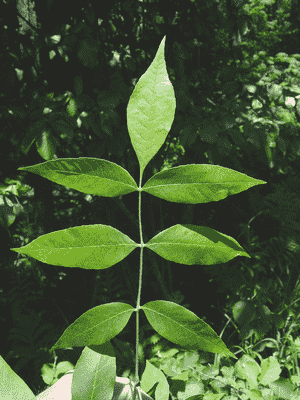 Green ash(Fraxinus pennsylvanica)