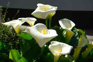 Water Arum(Calla palustris)