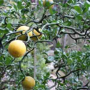 Hardy orange(Citrus trifoliata)