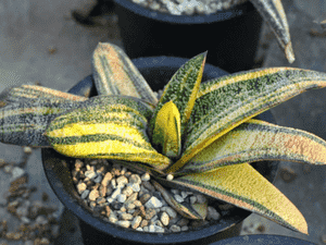 Gasteria batesiana(Gasteria batesiana)