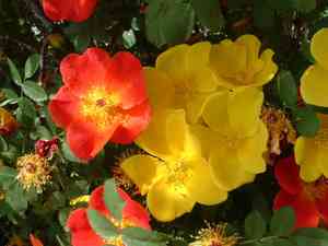Austrian brier(Rosa foetida)