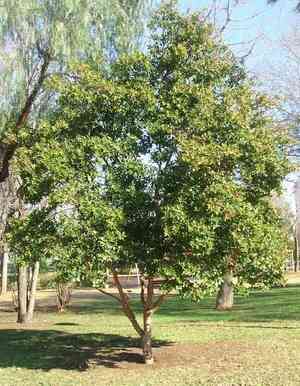 Guava(Psidium guajava)