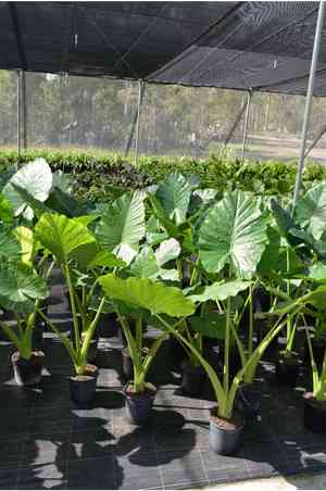 Giant taro(Alocasia macrorrhizos)