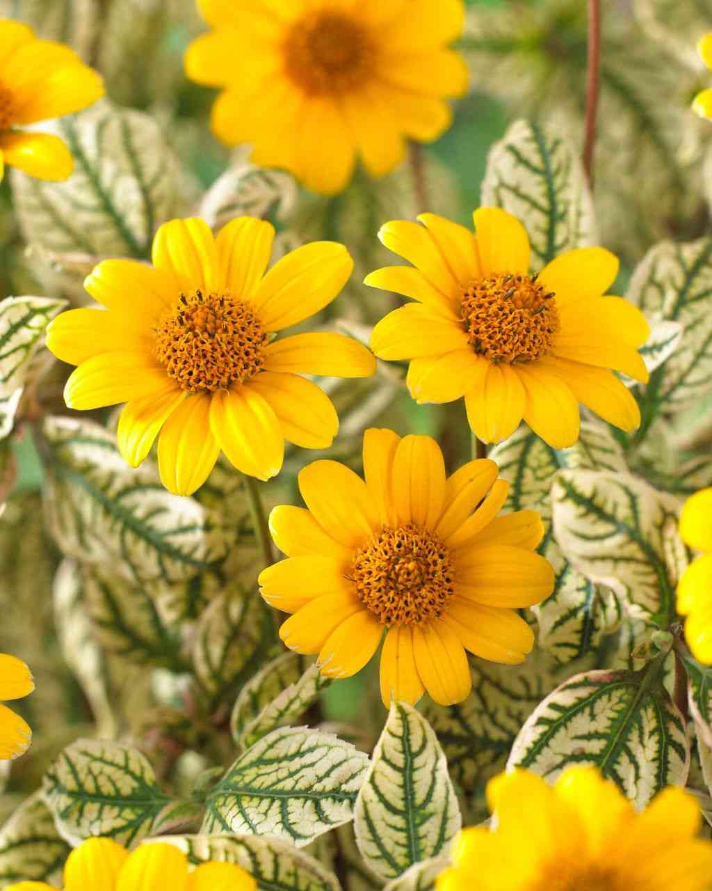 False sunflower(Heliopsis helianthoides)