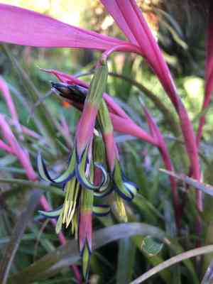 Queen's tears(Billbergia nutans)