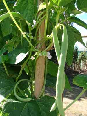 Common bean(Phaseolus vulgaris)