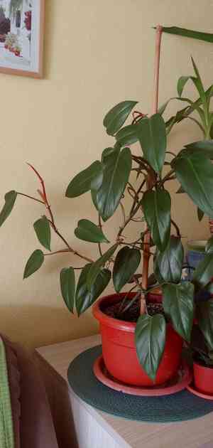 Blushing philodendron(Philodendron erubescens)