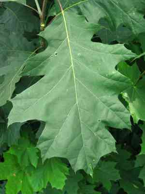 Black oak(Quercus velutina)