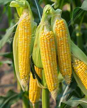 Maize(Zea mays)