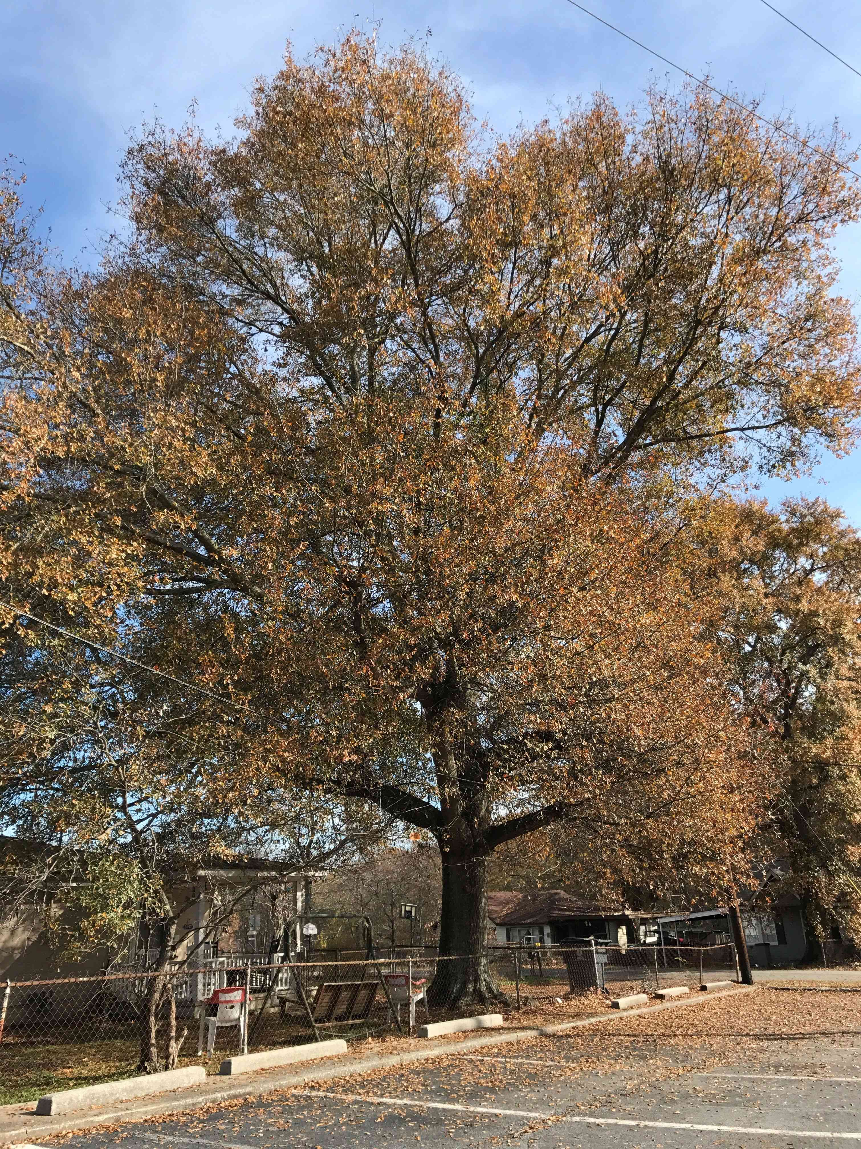 Water oak(Quercus nigra)