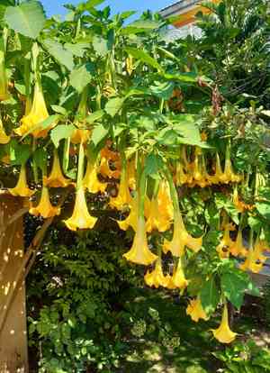 Angel's trumpet(Brugmansia suaveolens)