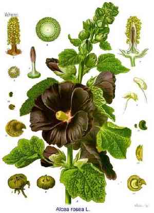 Alcea biennis(Alcea biennis)
