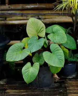 Queen of hearts(Homalomena rubescens)