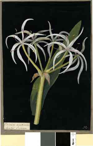 Poisonbulb(Crinum asiaticum)