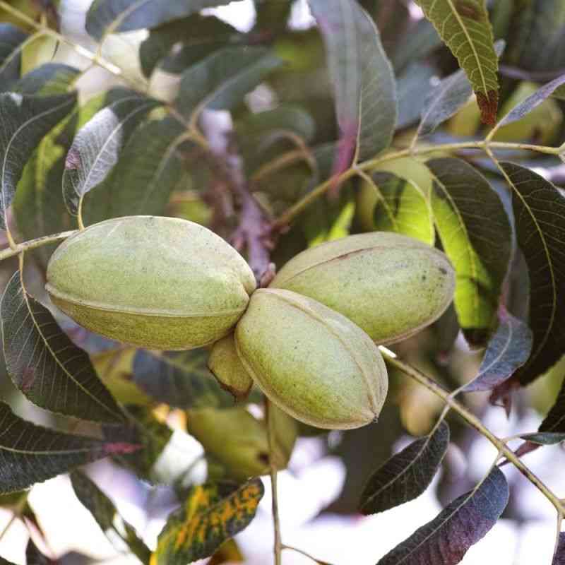 Pecan(Carya illinoinensis)