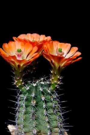 Scarlet hedgehog cactus(Echinocereus coccineus)