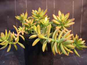 Sedum adolphi(Sedum adolphi)